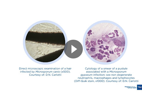 (video 2) Malasezzia Dermatitis Management