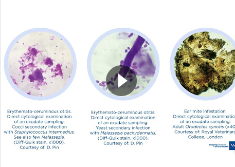 (video 5) Otitis Externa Management