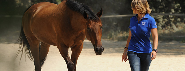 What's hot for Horses ?