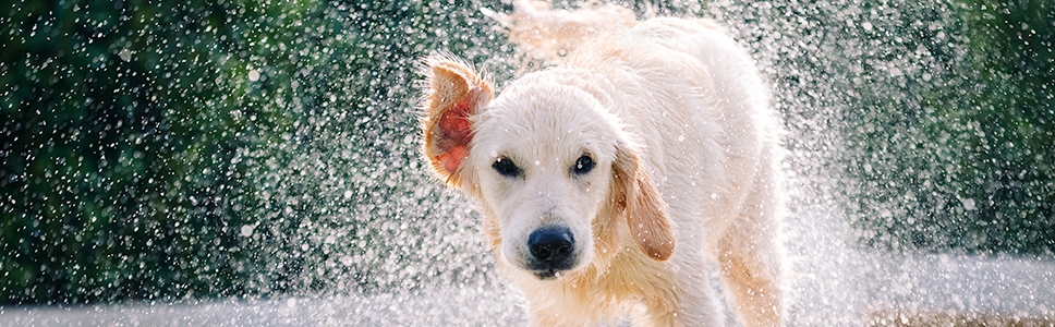 Allergic Recurrent Bilateral Otitis Externa in the Dog