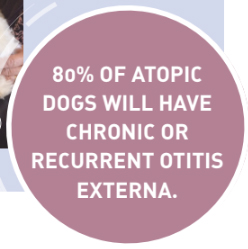 Box1 Ciclosporine.jpg