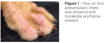 Fig1 Dermatitis.jpg