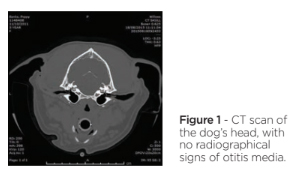 Fig1 Otitis.jpg