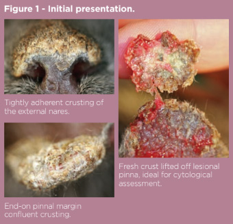 Fig1 pemphigus foliaceus.jpg