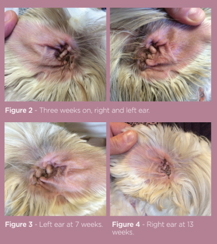 Fig2 Ciclosporine.jpg
