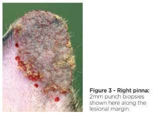 Fig3 pemphigus foliaceus.jpg