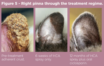 Fig5 pemphigus foliaceus.jpg
